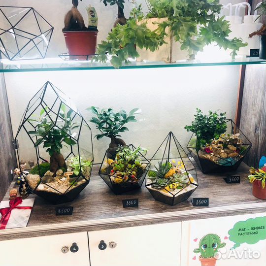 Флорариумы в наличии