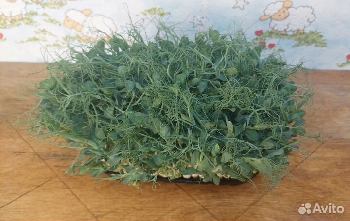 Микрозелень Сочи