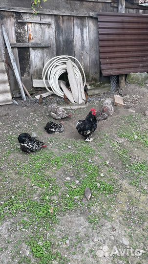 Петух карликовый кохинхин, петух ухейилюй