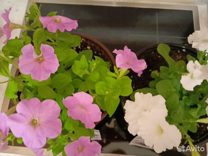 Петуния каскадная