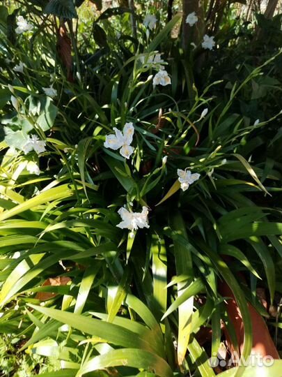 Садовые растения