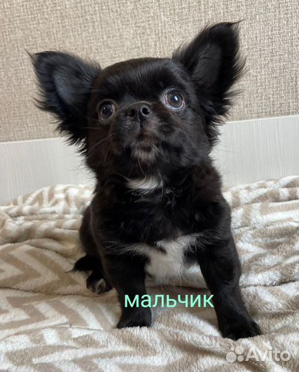 Чихуахуа