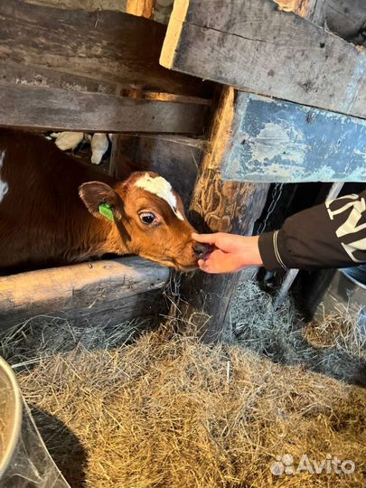 Отборные телята бычки быстрая доставка