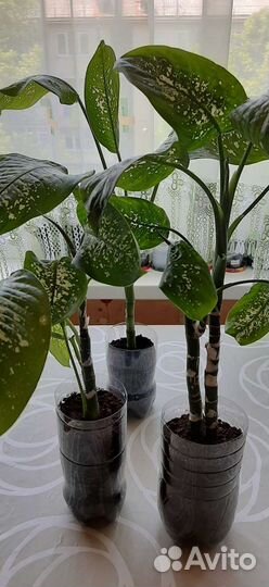 Каланхоэ лечебный, сансевиерия,диффенбахия