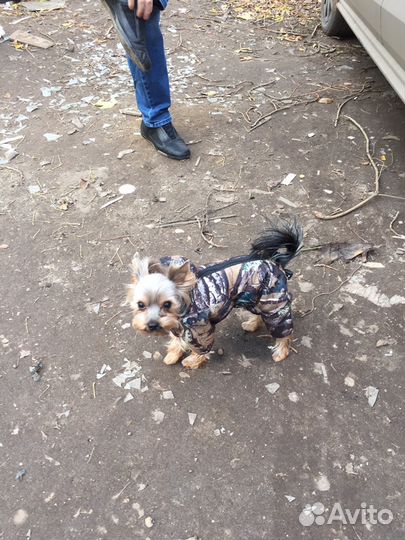 Кобель ищет сучку