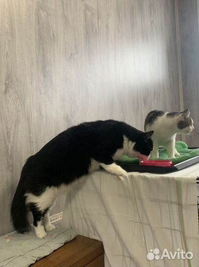 Большой кот Алис