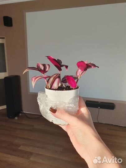 Традесканция зебрина