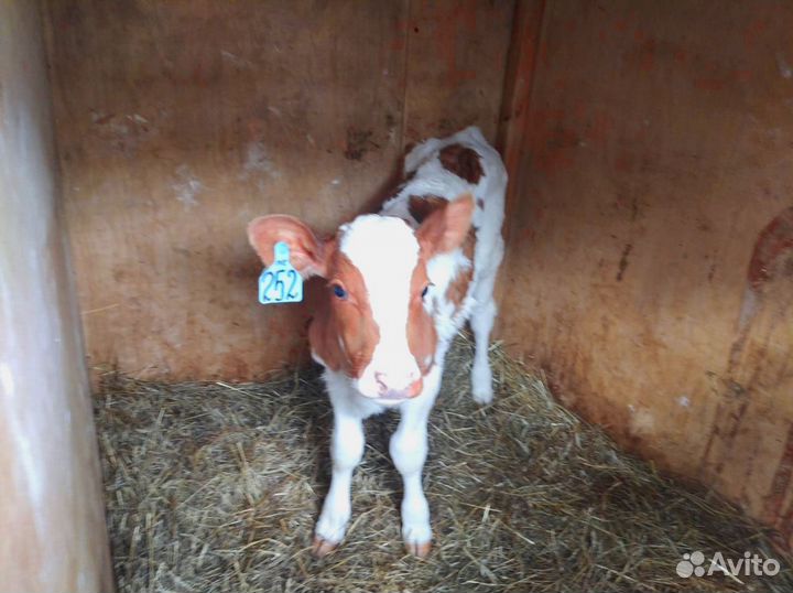 Телята. Доставка