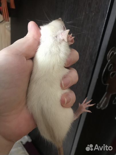 Крысята дамбо