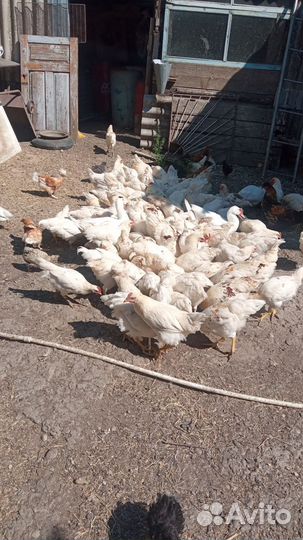 Молодые петушки