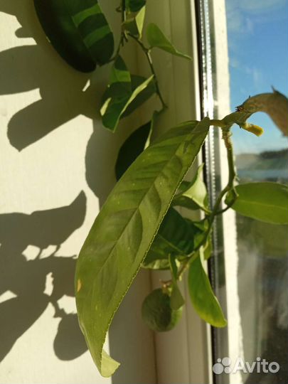 Лимонное дерево с плодами