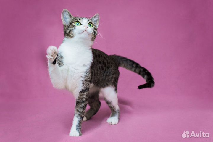 Очень хочется в семью