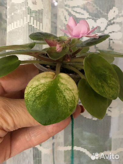 Фиалка Trinket o' Pink (E. Champion) цветущая