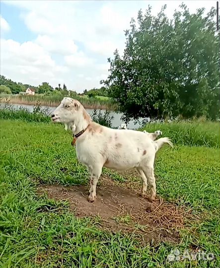 Коза