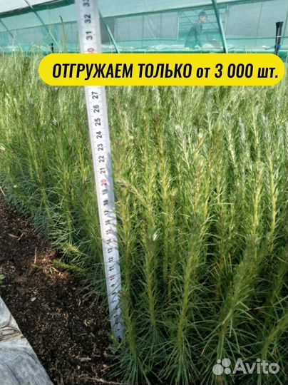 Сеянцы ели окс от производителя