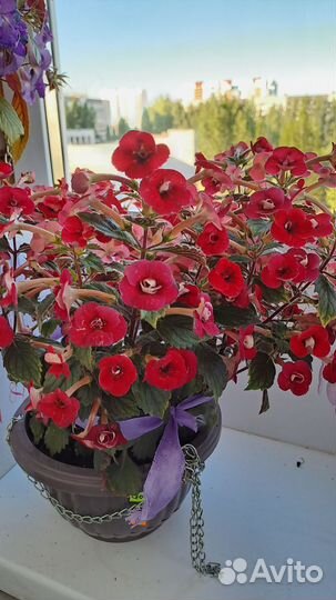 Цветы Ахименесы