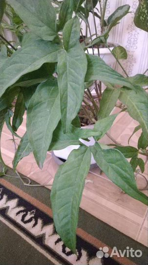 Диффенбахия