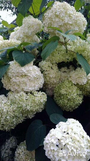 Древовидная гортензия Анабель