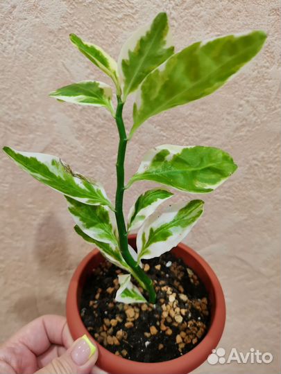 Комнатные растения