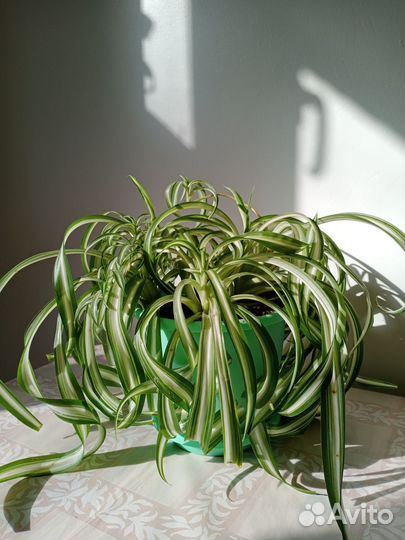 Комнатные цветы Хлорофитум кудрявый