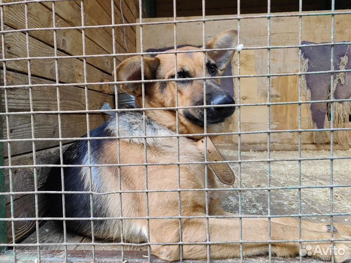 Ищем дом милой собачке Забаве