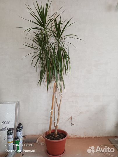 Пальма драцена