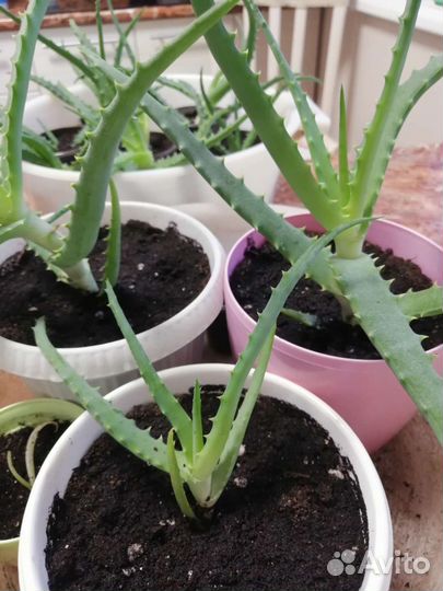 Алоэ лечебный