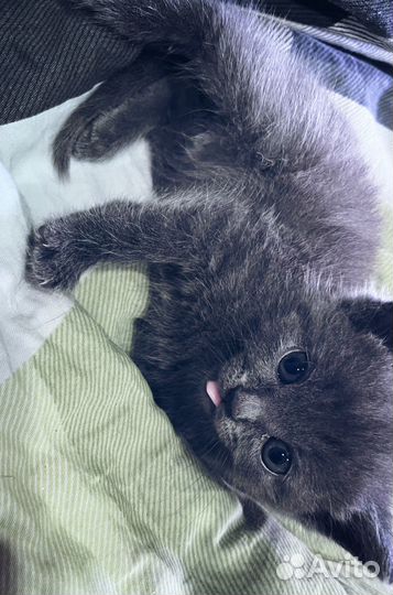 Домашние животные бесплатно кошки