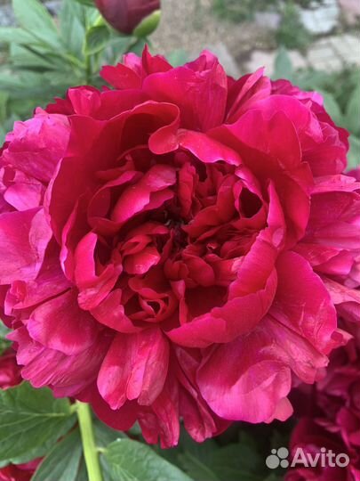 Пионы саженцы