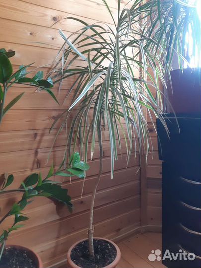 Пальма драцена