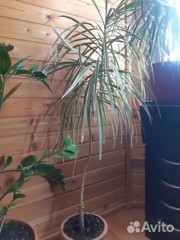 Пальма драцена