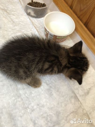 Котёнок