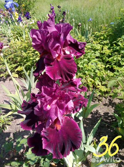 Многолетний Ирис