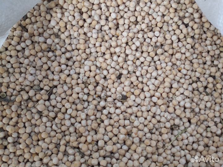 Горох кормовой