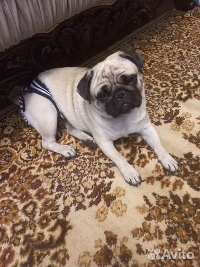 Вязка мопс девочка