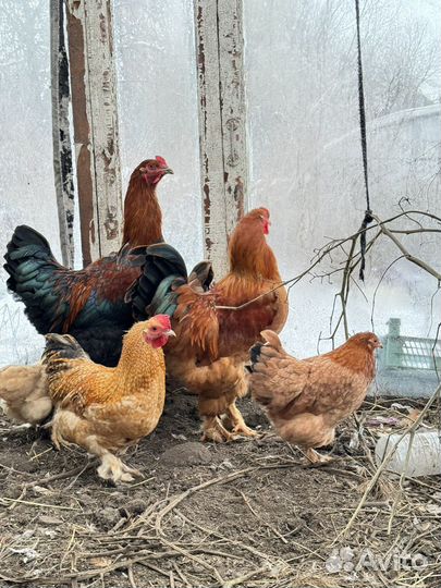 Петухи и куры