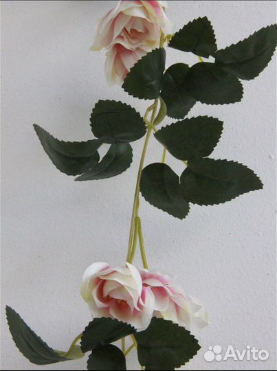 Лиана с розами