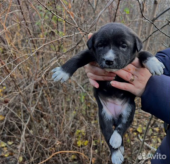Собака в добрые руки