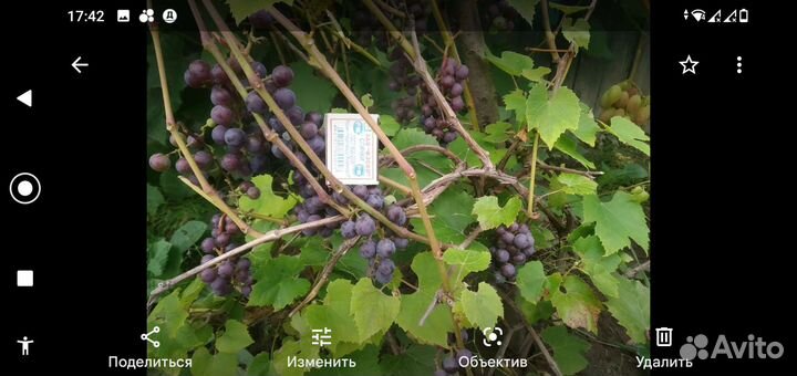 Саженцы винограда