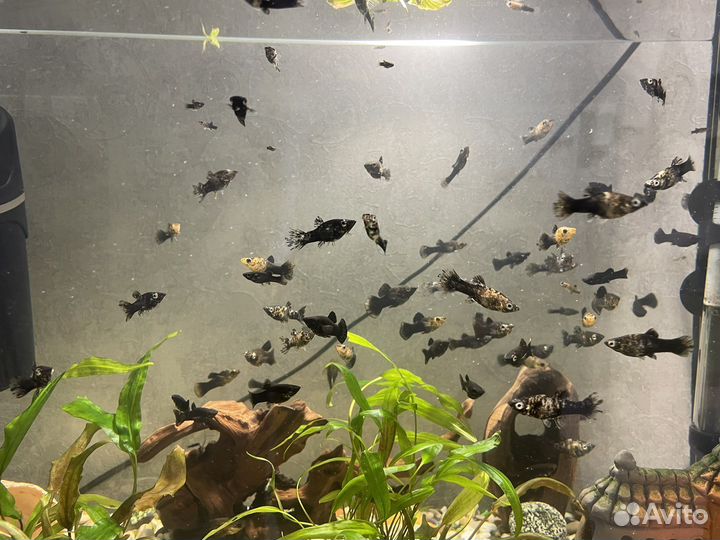 Рыбки моллинезии