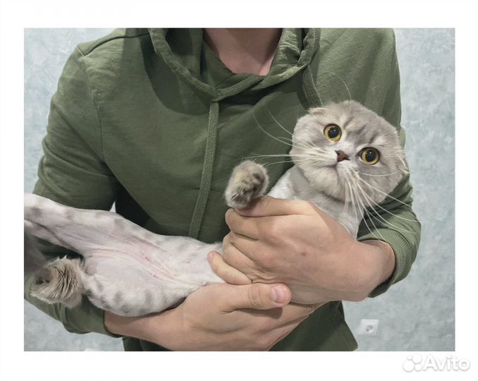 Шотландская вислоухая