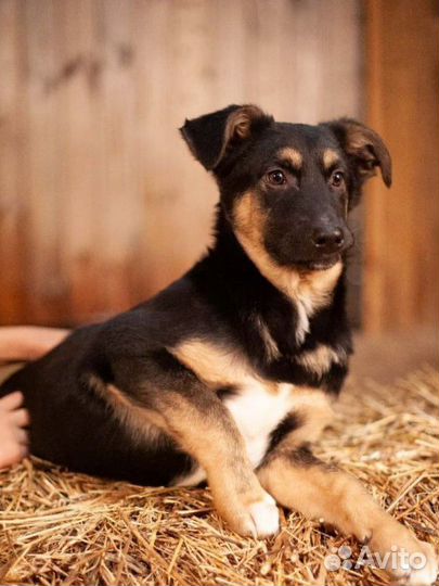 Щенки, в добрые и ответственные руки