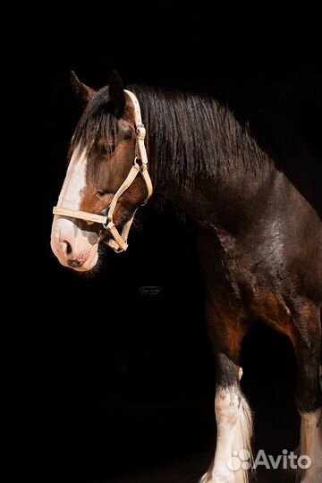 Шайр, Ахалтекинцы, испанцы Андалузы, случка
