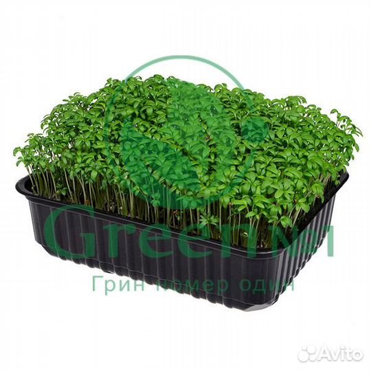 Семена для микрозелени