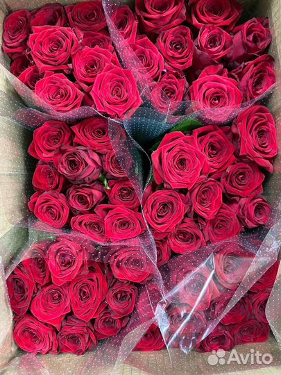 Роза красная