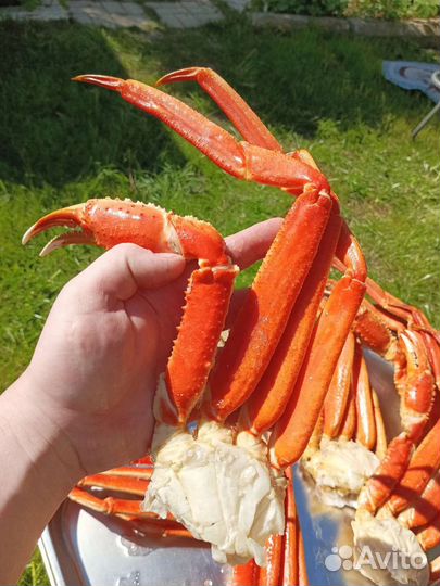 Клешни краба стригуна