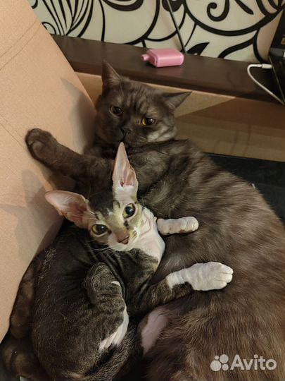 Британский кот в дар