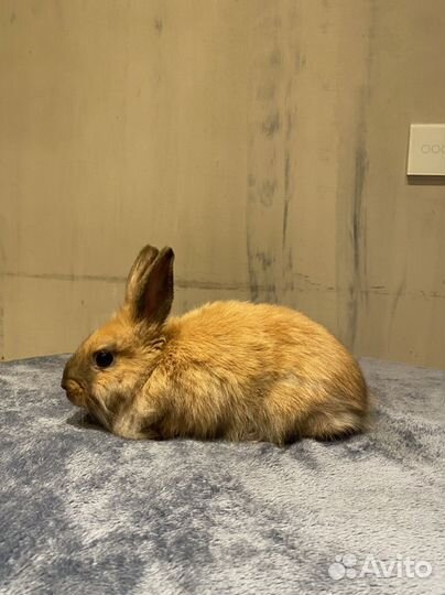 Прямоухий карликовый крольчонок
