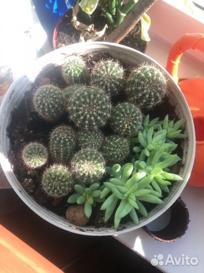 Кактус и очиток