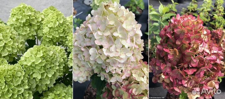 Гортензия Петит черри